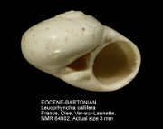 EOCENE-BARTONIAN Leucorhynchia callifera